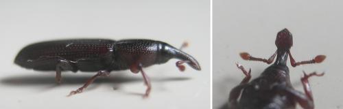 Cossonus sp.